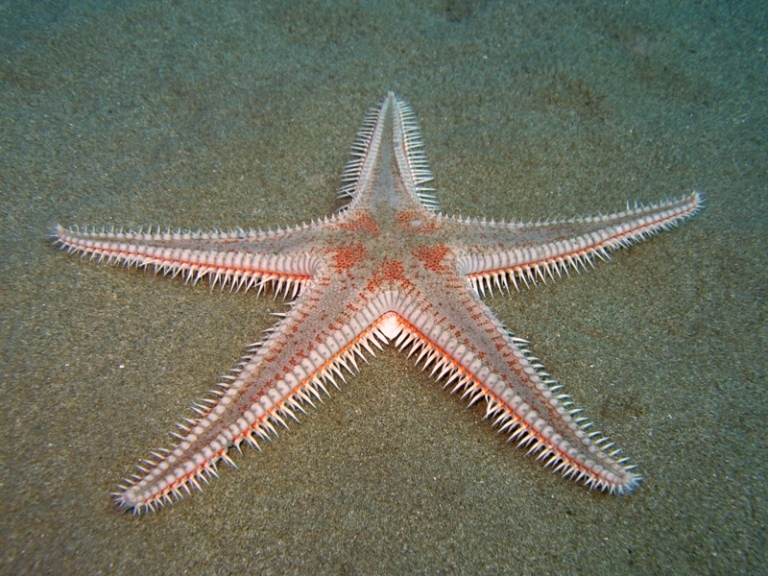 Astropecten aranciacus (Linnaeus, 1758)